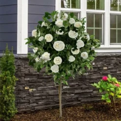 Fast Growing Trees Iceberg Rose Tree