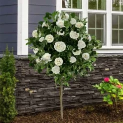 Fast Growing Trees Iceberg Rose Tree