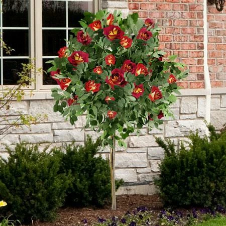 Fast Growing Trees Ketchup & Mustard Rose Tree 4 Fast Growing Trees Ketchup & Mustard Rose Tree