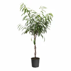 Fast Growing Trees Ficus Alii Braid Plant