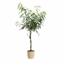 Fast Growing Trees Ficus Alii Braid Plant