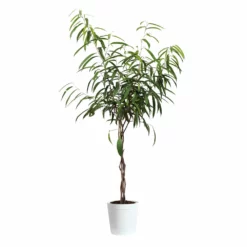 Fast Growing Trees Ficus Alii Braid Plant