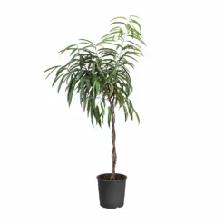 Fast Growing Trees Ficus Alii Braid Plant