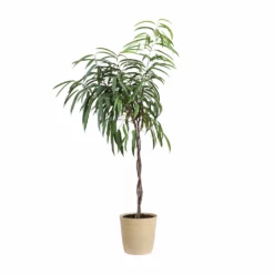 Fast Growing Trees Ficus Alii Braid Plant