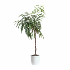 Fast Growing Trees Ficus Alii Braid Plant