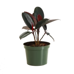 Fast Growing Trees Rubber Plant (Ficus) Air Purifying House Plants