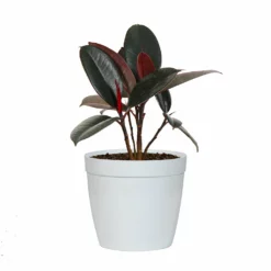 Fast Growing Trees Rubber Plant (Ficus) Air Purifying House Plants