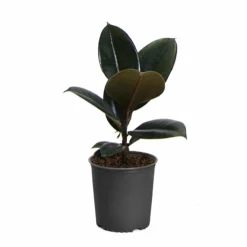 Fast Growing Trees Rubber Plant (Ficus) Air Purifying House Plants