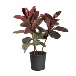 Fast Growing Trees Ficus Ruby (Variegated Rubber Plant) Air Purifying House Plants 13 Fast Growing Trees Ficus Ruby (Variegated Rubber Plant) Air Purifying House Plants