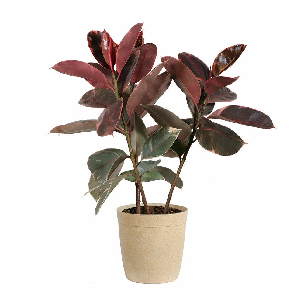 Fast Growing Trees Ficus Ruby (Variegated Rubber Plant) Air Purifying House Plants 8 Fast Growing Trees Ficus Ruby (Variegated Rubber Plant) Air Purifying House Plants