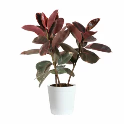 Fast Growing Trees Ficus Ruby (Variegated Rubber Plant) Air Purifying House Plants 15 Fast Growing Trees Ficus Ruby (Variegated Rubber Plant) Air Purifying House Plants