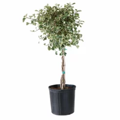 Fast Growing Trees Variegated Ficus Triangularis Tree Air Purifying House Plants