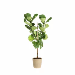 Fast Growing Trees Fiddle-Leaf Fig Tree