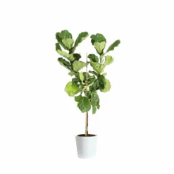 Fast Growing Trees Fiddle-Leaf Fig Tree