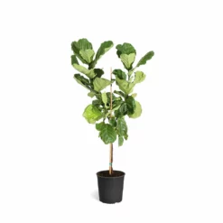 Fast Growing Trees Fiddle-Leaf Fig Tree