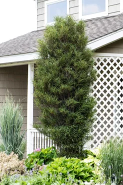 Fast Growing Trees Fine Line® Buckthorn Standard Tree