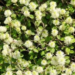 Fast Growing Trees Mount Airy Fothergilla