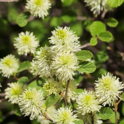 Fast Growing Trees Mount Airy Fothergilla