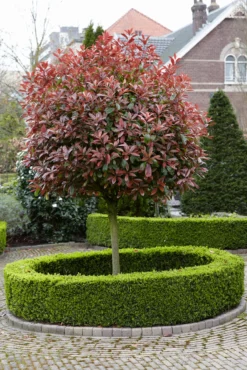 Fast Growing Trees Fraser Photinia - Tree Form