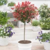 Fast Growing Trees Fraser Photinia - Tree Form