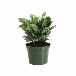 Fast Growing Trees See All House & Patio Freddie Plant