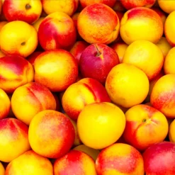 Fast Growing Trees See All Fruit Trees Fantasia Nectarine Tree