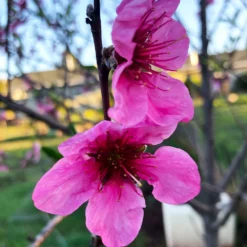 Fast Growing Trees See All Fruit Trees Fantasia Nectarine Tree