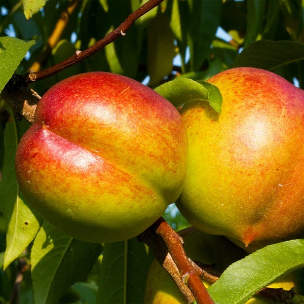Fast Growing Trees Fantasia Nectarine Tree See All Fruit Trees 3 Fast Growing Trees Fantasia Nectarine Tree See All Fruit Trees