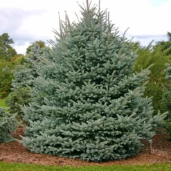 Fast Growing Trees Fat Albert Colorado Blue Spruce Spruce Trees