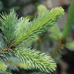 Fast Growing Trees Fat Albert Colorado Blue Spruce Spruce Trees