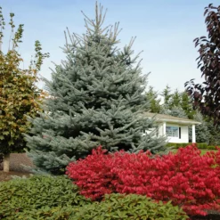 Fast Growing Trees Fat Albert Colorado Blue Spruce Spruce Trees