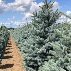 Fast Growing Trees Fat Albert Colorado Blue Spruce Spruce Trees