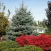 Fast Growing Trees Fat Albert Colorado Blue Spruce Spruce Trees