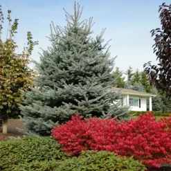 Fast Growing Trees Fat Albert Colorado Blue Spruce Spruce Trees