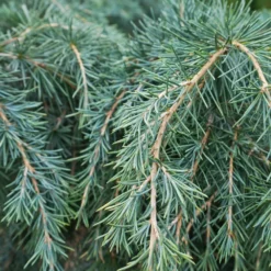 Fast Growing Trees Feelin' Blue® Deodar Cedar