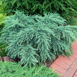 Fast Growing Trees Feelin' Blue® Deodar Cedar