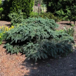 Fast Growing Trees Feelin' Blue® Deodar Cedar