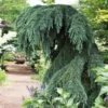 Fast Growing Trees Feelin' Blue® Deodar Cedar
