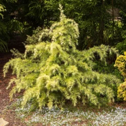 Fast Growing Trees Feelin' Sunny® Deodar Cedar