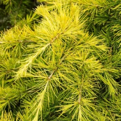 Fast Growing Trees Feelin' Sunny® Deodar Cedar