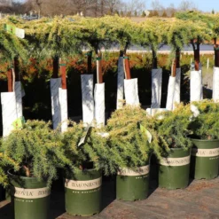 Fast Growing Trees Feelin' Sunny® Deodar Cedar