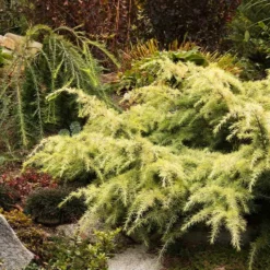 Fast Growing Trees Feelin' Sunny® Deodar Cedar