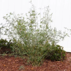 Fast Growing Trees Fernleaf Bamboo Bamboo Trees