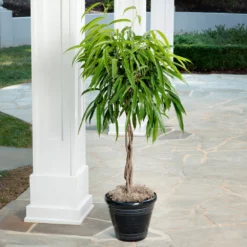 Fast Growing Trees Ficus Alii Braid Plant