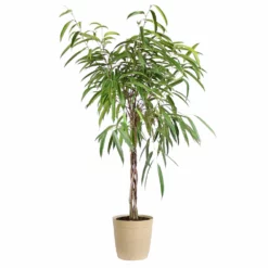 Fast Growing Trees Ficus Alii Braid Plant