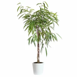 Fast Growing Trees Ficus Alii Braid Plant