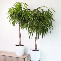 Fast Growing Trees Ficus Alii Braid Plant
