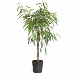 Fast Growing Trees Ficus Alii Braid Plant
