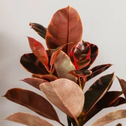 Fast Growing Trees Ficus Ruby (Variegated Rubber Plant) Air Purifying House Plants 12 Fast Growing Trees Ficus Ruby (Variegated Rubber Plant) Air Purifying House Plants