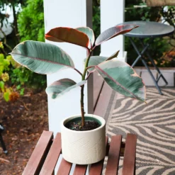 Fast Growing Trees Ficus Ruby (Variegated Rubber Plant) Air Purifying House Plants 11 Fast Growing Trees Ficus Ruby (Variegated Rubber Plant) Air Purifying House Plants